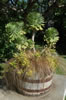 Large succulent